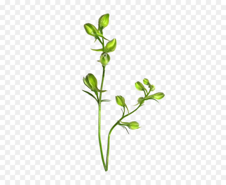 Plante Verte，Feuilles PNG