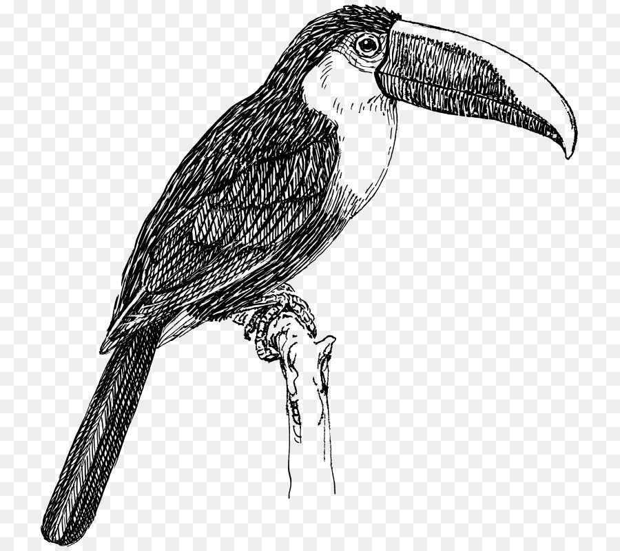 Oiseau，Le Toucan PNG