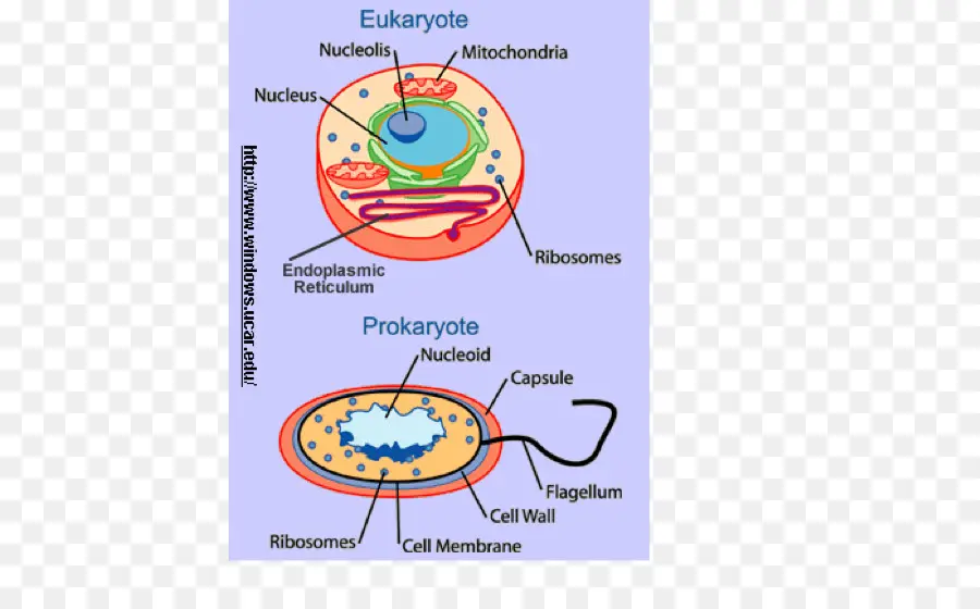 Cellules Eucaryotes Et Procaryotes，Noyau PNG