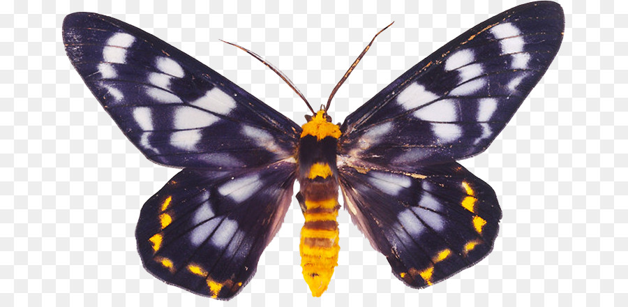 Papillon Monarque，Orange PNG