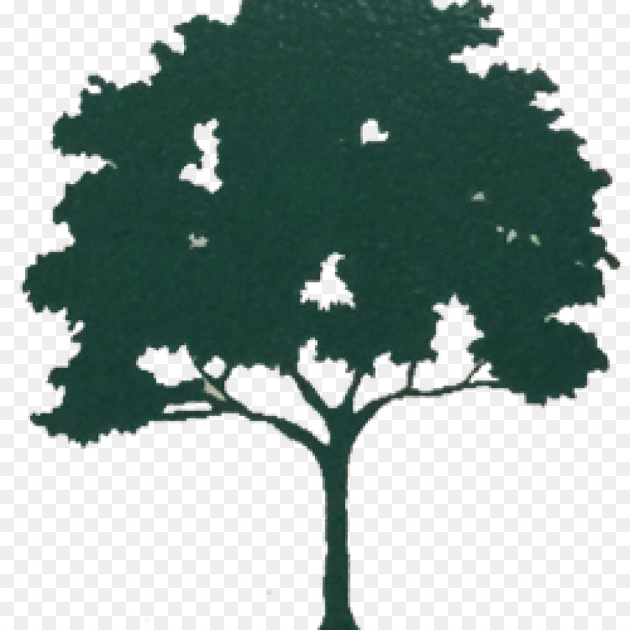 Arbre，Kauri PNG