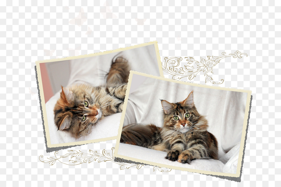 Chaton，Le Maine Coon PNG