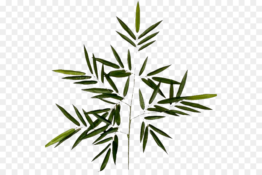 Feuille Verte，Feuillage PNG