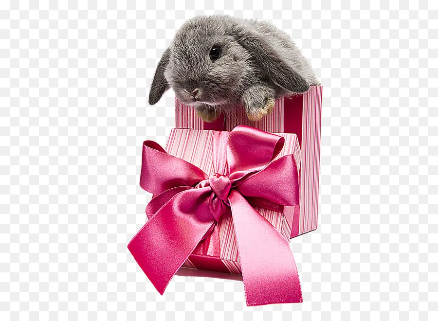 Lapin Dans Une Boîte Cadeau，Cadeau PNG