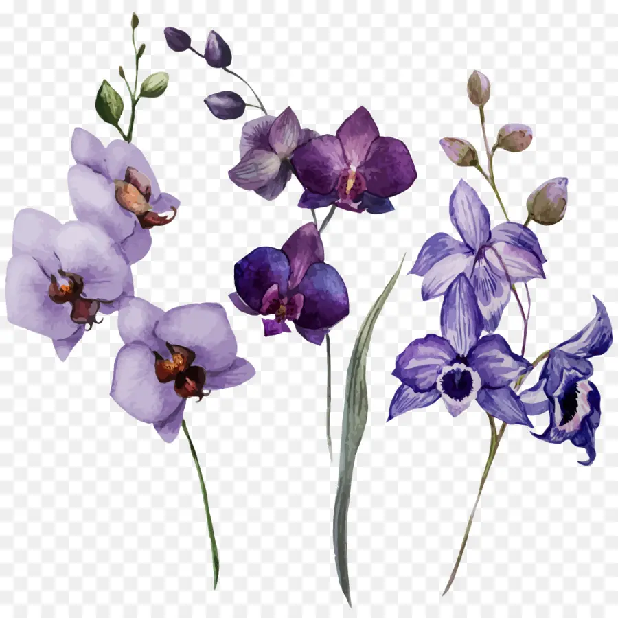 Les Orchidées，Dessin PNG
