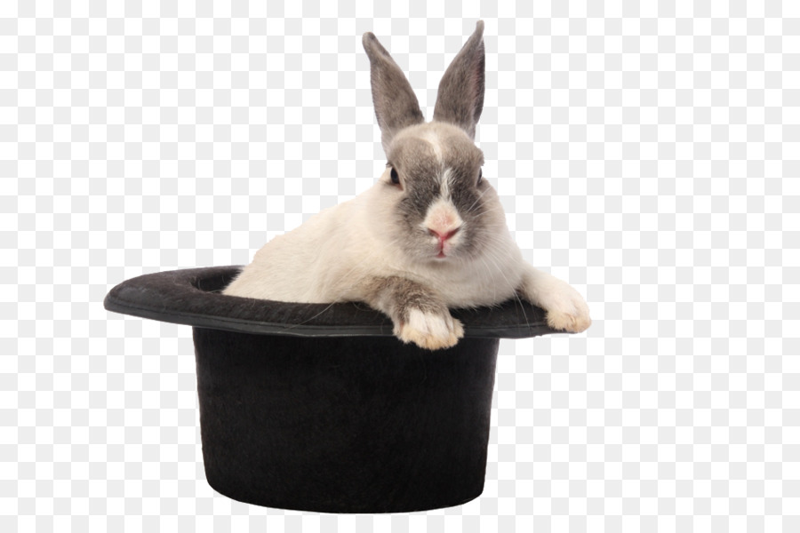 La Photographie De Stock，Lapin PNG