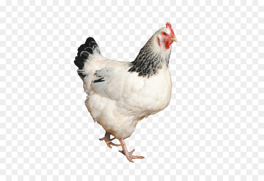 coq sussex de poulet poule png coq sussex de poulet poule transparentes png gratuit coq sussex de poulet poule png coq