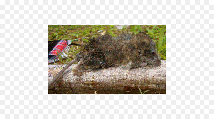 Souris，Degu Commun PNG