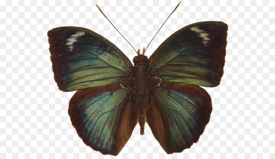 Papillon Noir，Ailes PNG