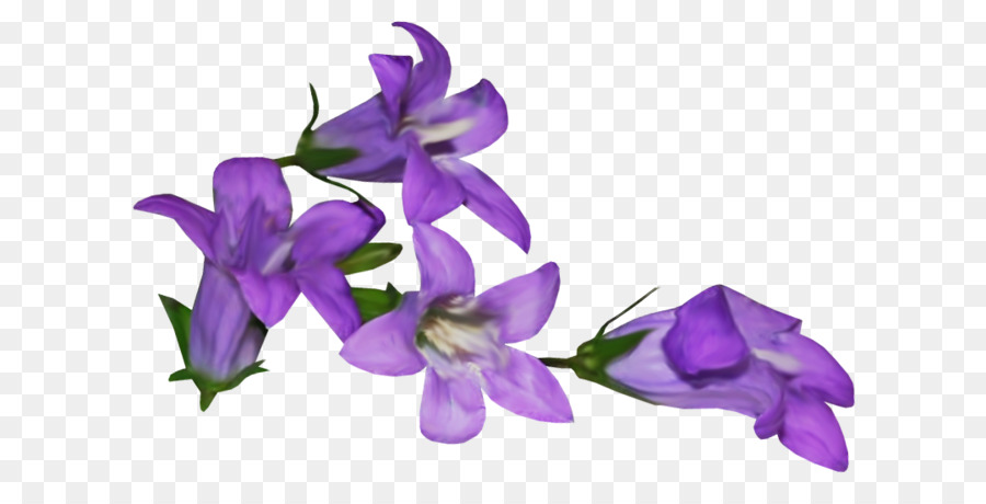 Violet, Fleur, Mauve PNG - Violet, Fleur, Mauve transparentes | PNG gratuit