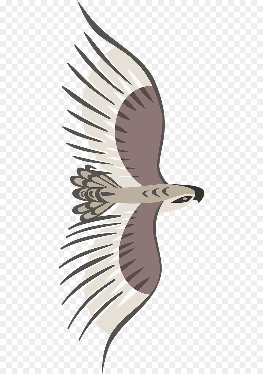 Oiseau，Vol PNG