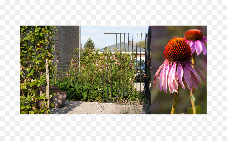 Jardin，Architecte Paysagiste PNG