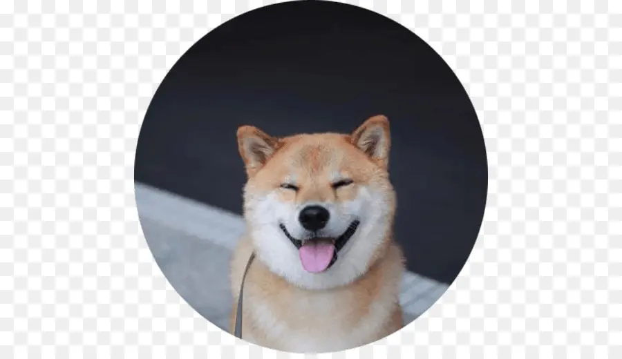 Shiba Inu，Shiba PNG