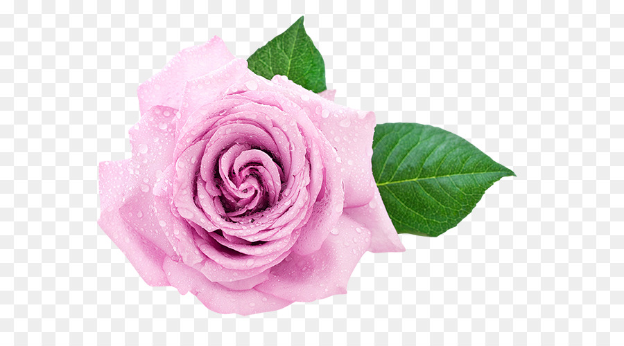 Rose Rose，Fleurir PNG