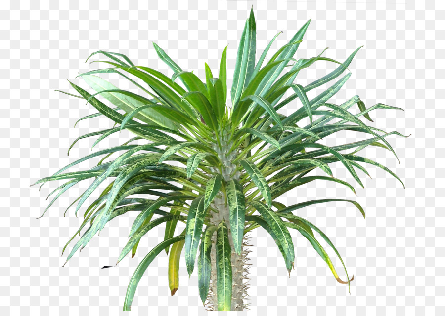 Arecaceae，Subtropicales PNG