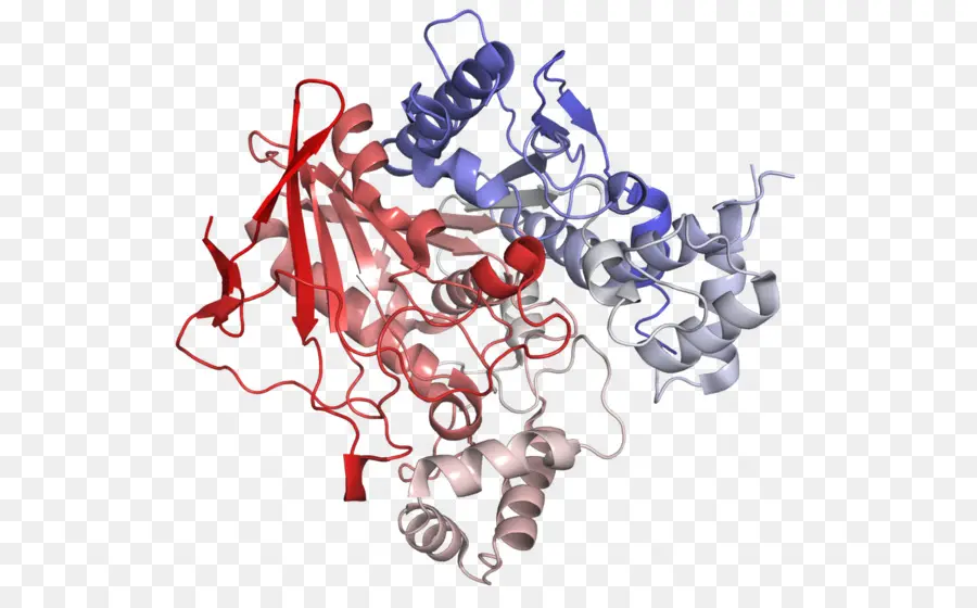 Structure Des Protéines，Molécule PNG
