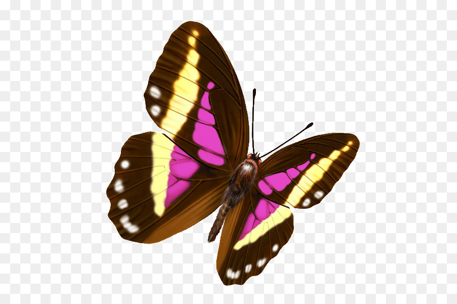 Papillon，Ailes PNG