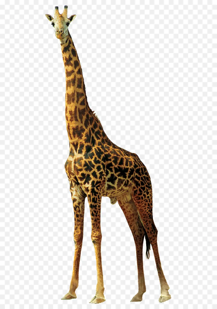 Girafe，Taches PNG