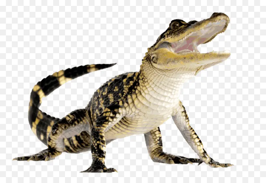 Alligator，Reptile PNG