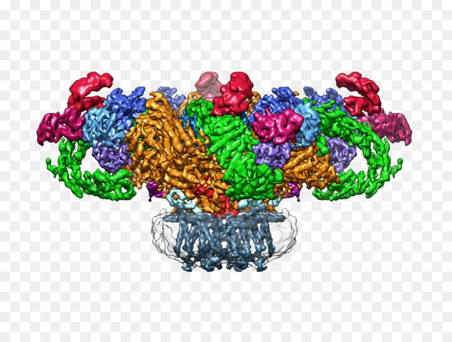 Complexe Protéique，Molécule PNG