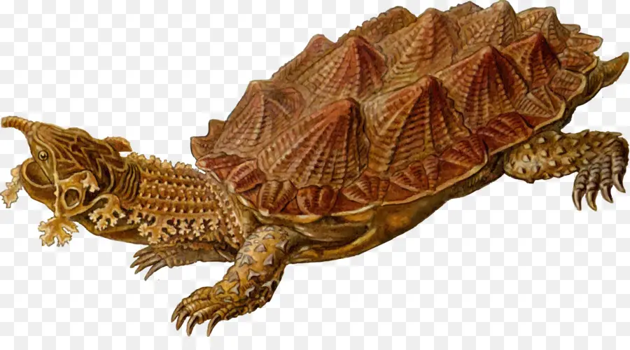 Tortue，Reptile PNG