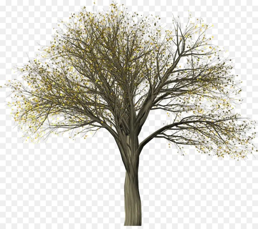 Arbre，Nature PNG