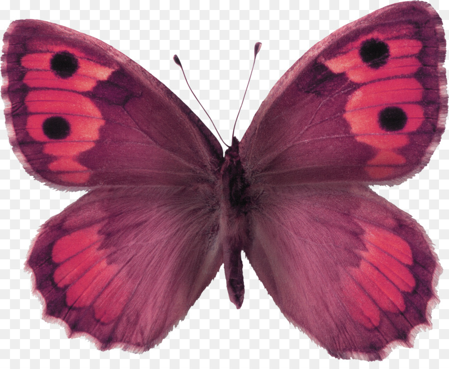 Papillon，La Photographie De Stock PNG