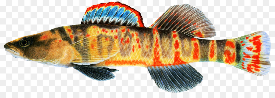 Poisson，Aquatique PNG