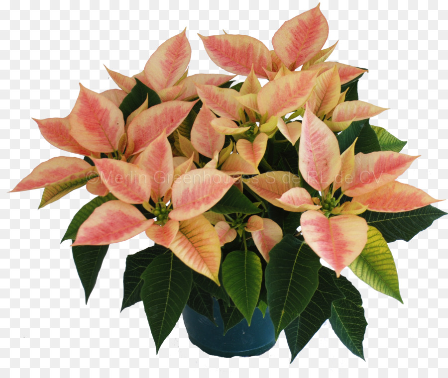 Poinsettia，Flowerpot PNG