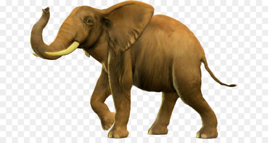 Éléphant，Mammifère PNG