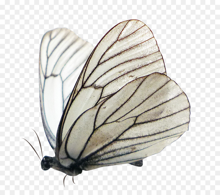 Papillon，Pieridae PNG
