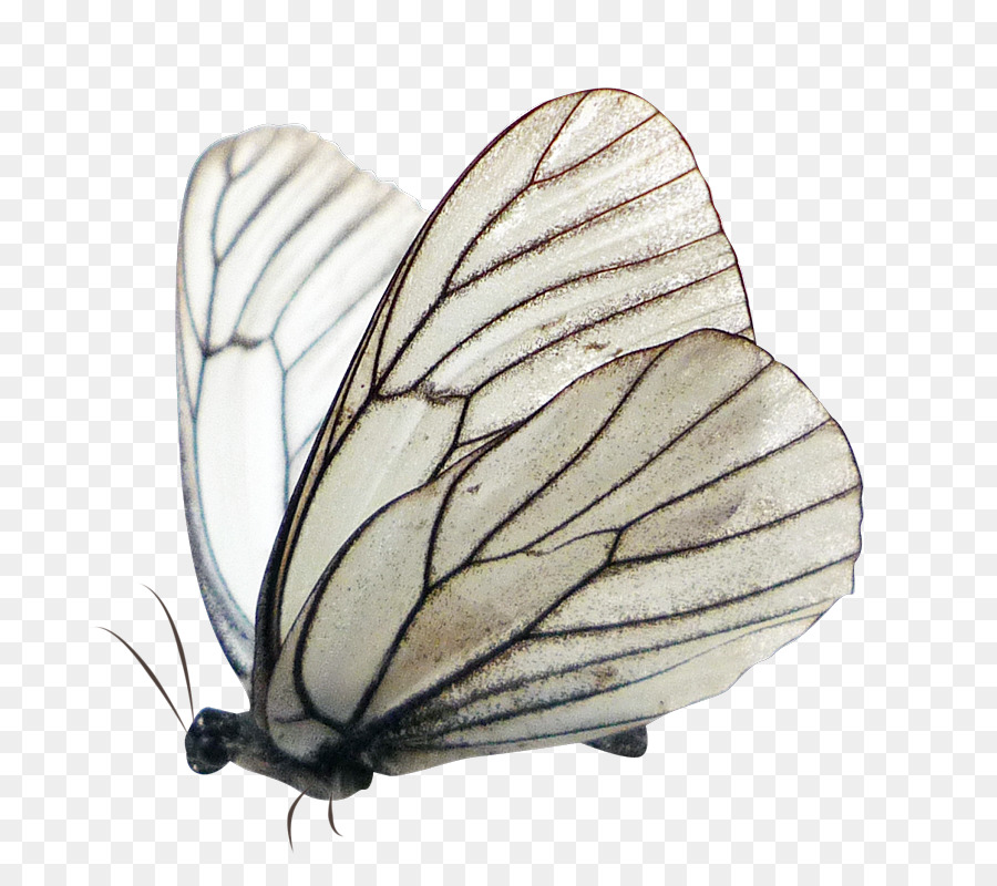 Papillon Monarque，Nature PNG