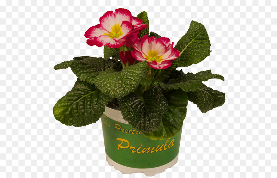 Primrose，Flowerpot PNG