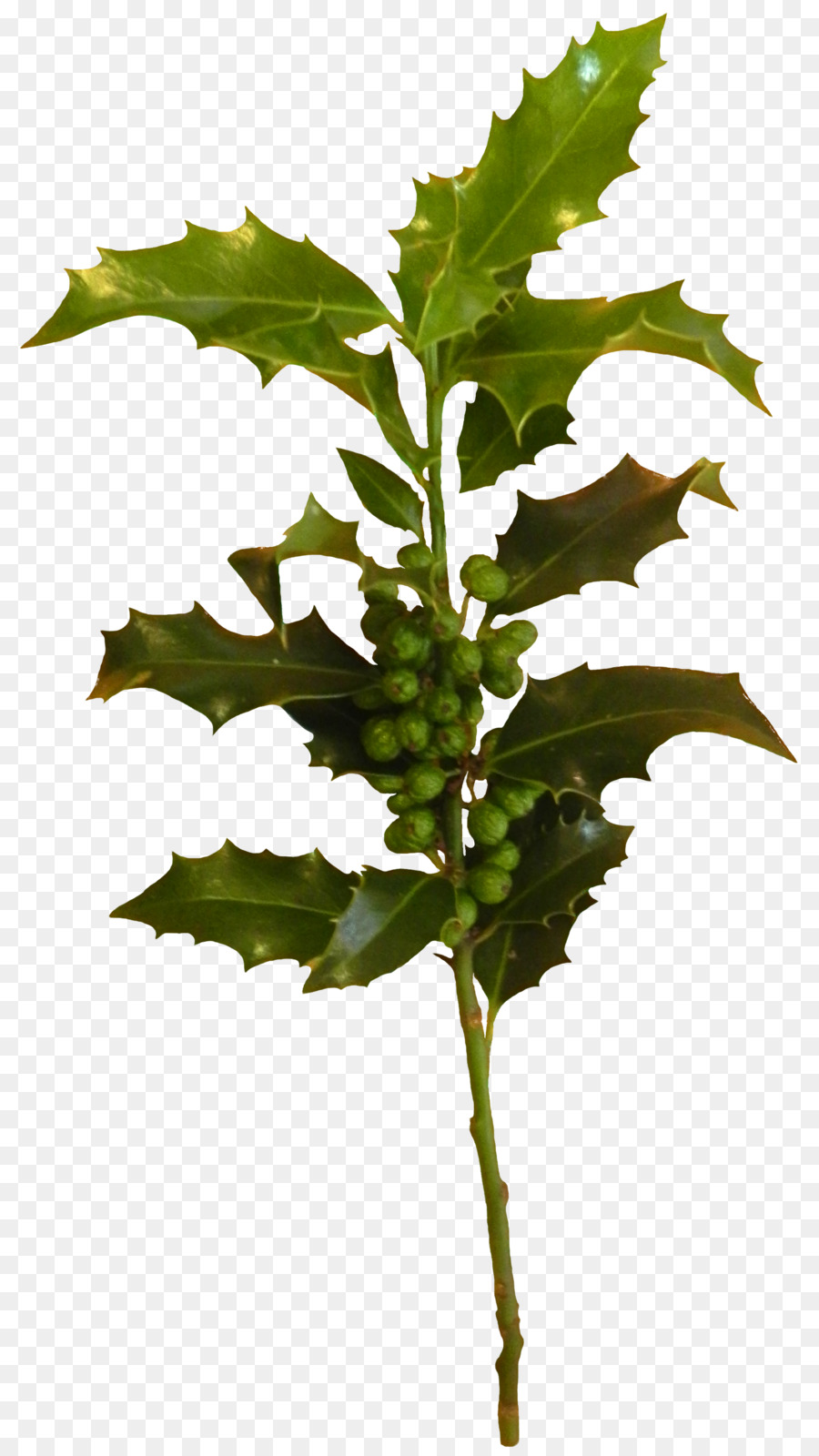 Feuille，Tige De La Plante PNG