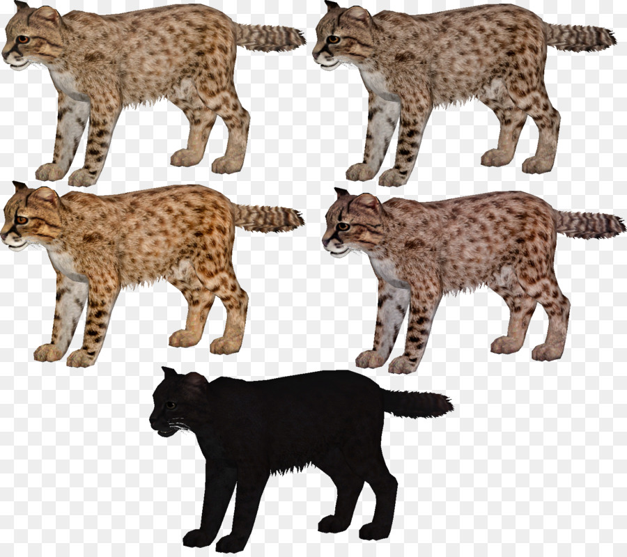 Chats Sauvages，Félins PNG