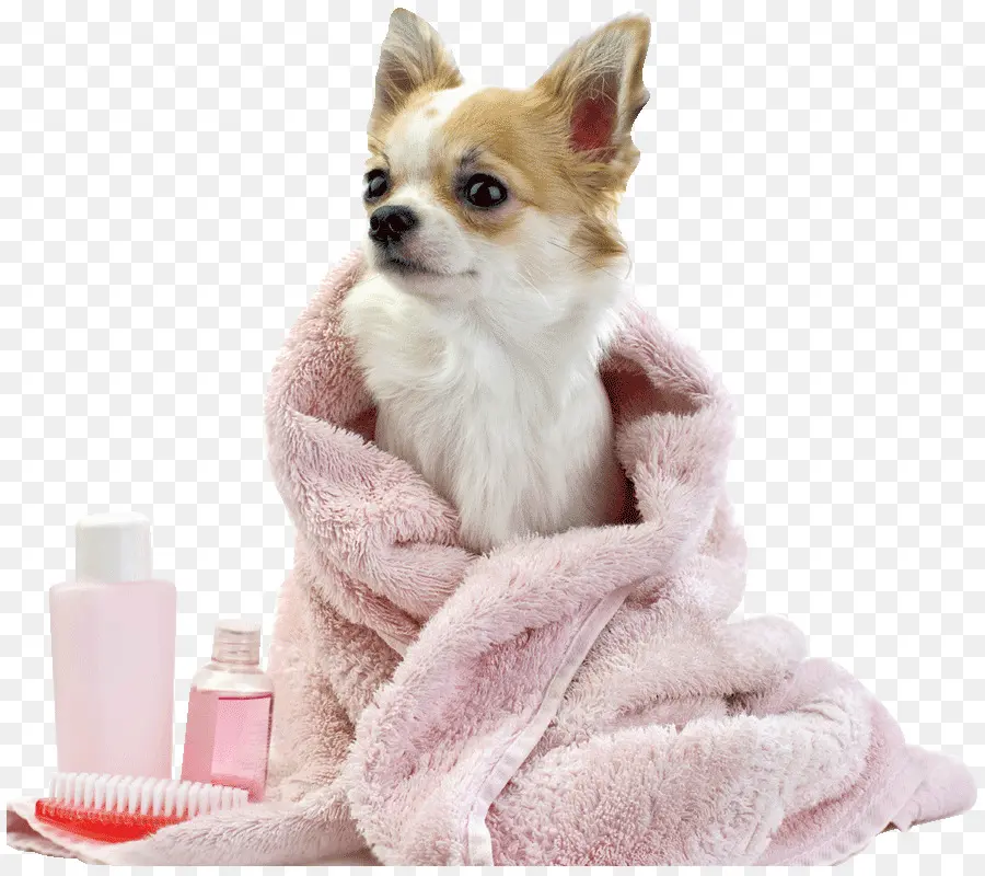 Chien Dans Une Serviette，Bain PNG