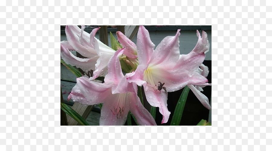 Amaryllis，Crinum PNG