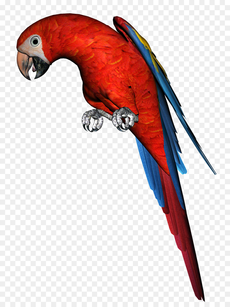 Ara，Oiseau PNG