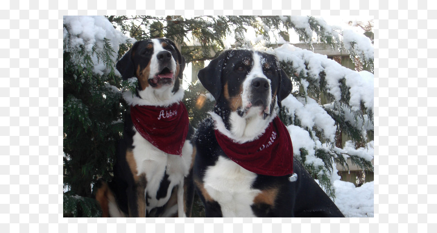 Grand Bouvier Suisse，Race De Chien PNG