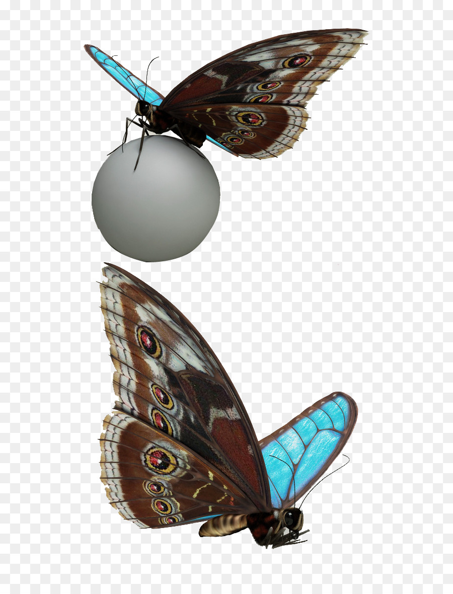 Papillon，Jouet PNG