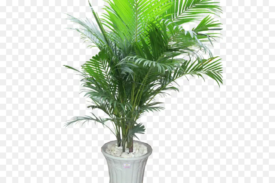 Plante En Pot，Vert PNG