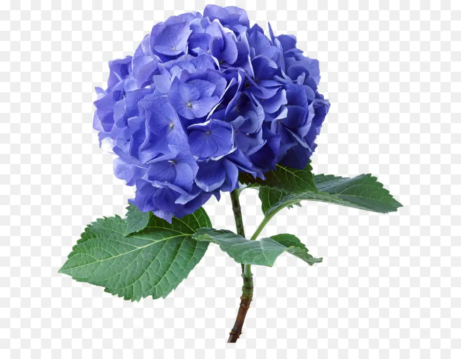 Hortensia Bleu，Usine PNG