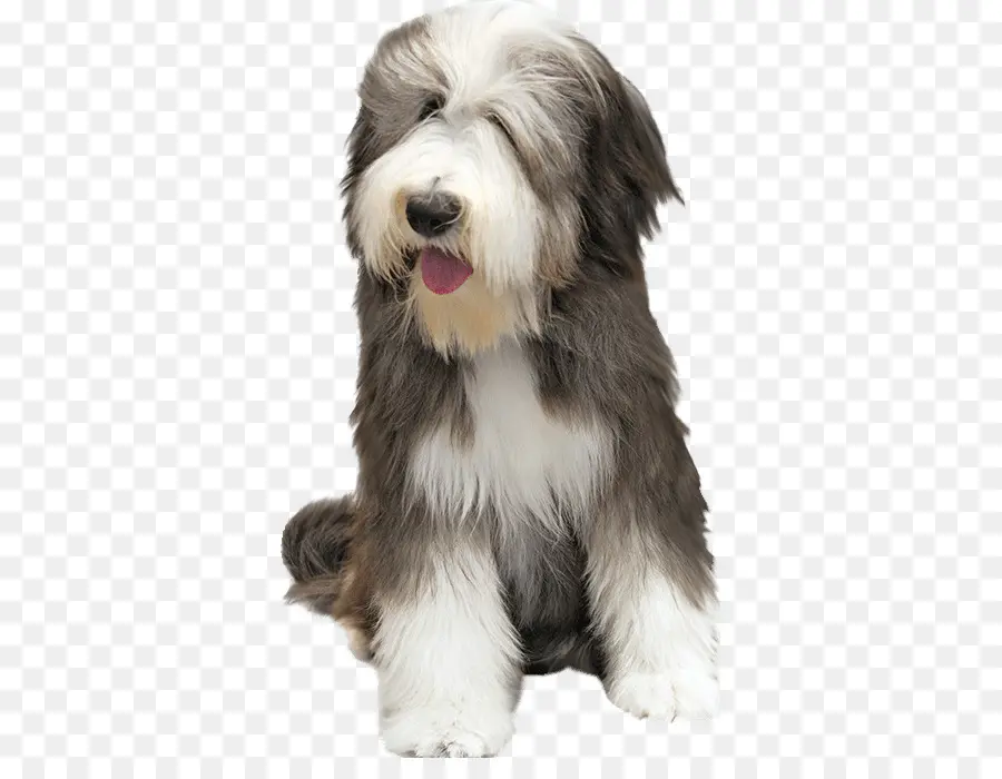 Chien，Animal De Compagnie PNG