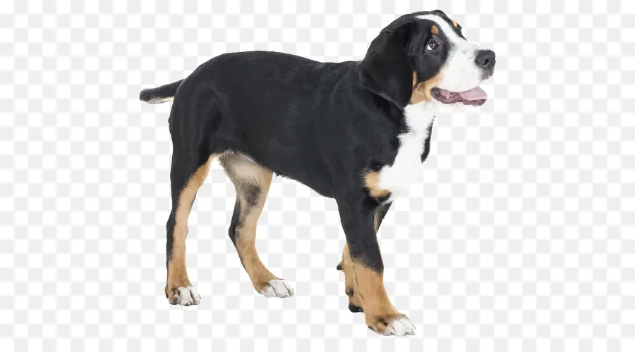 Chien，Animal De Compagnie PNG