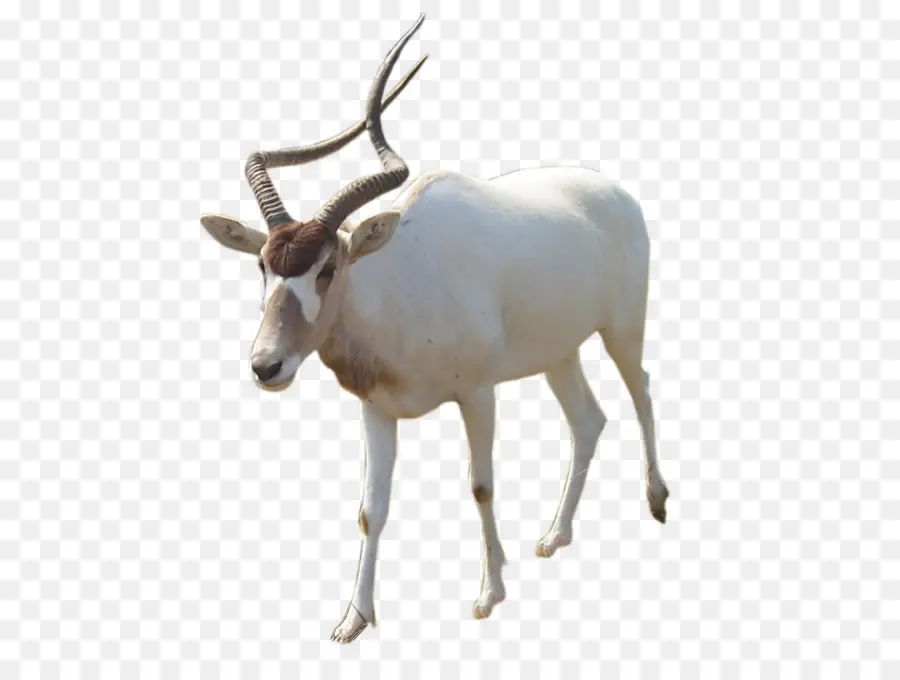 Koudou，Antilope PNG