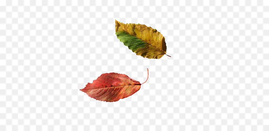 Feuille，Automne PNG