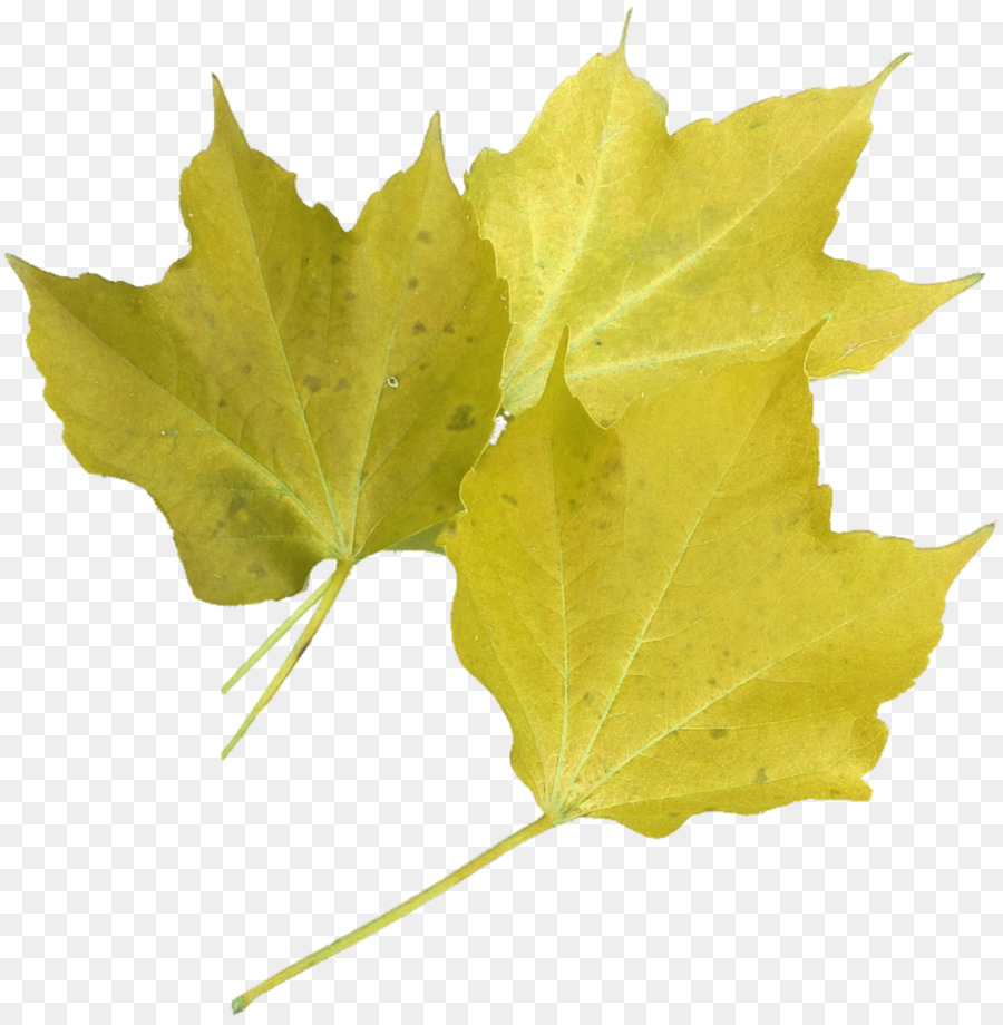 Feuille，Usine PNG