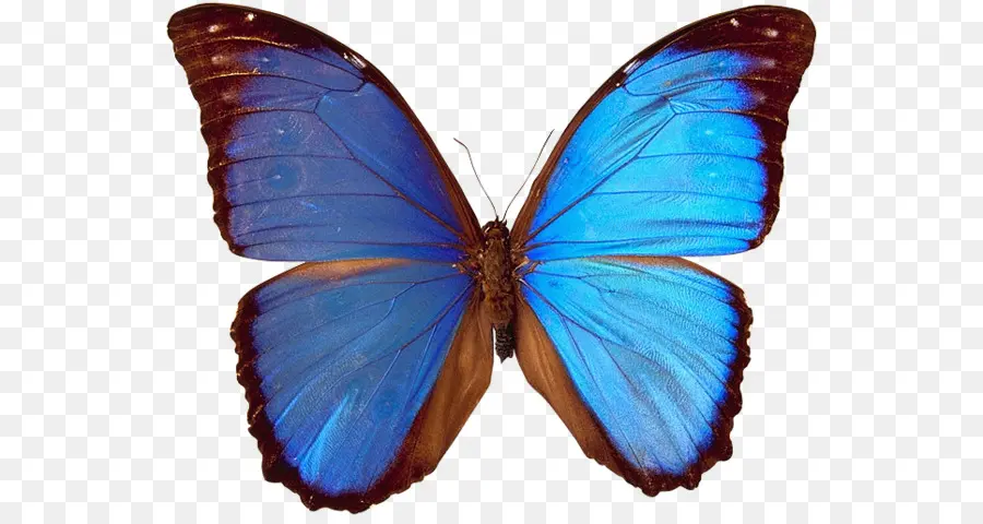 Papillon Coloré，Coloré PNG