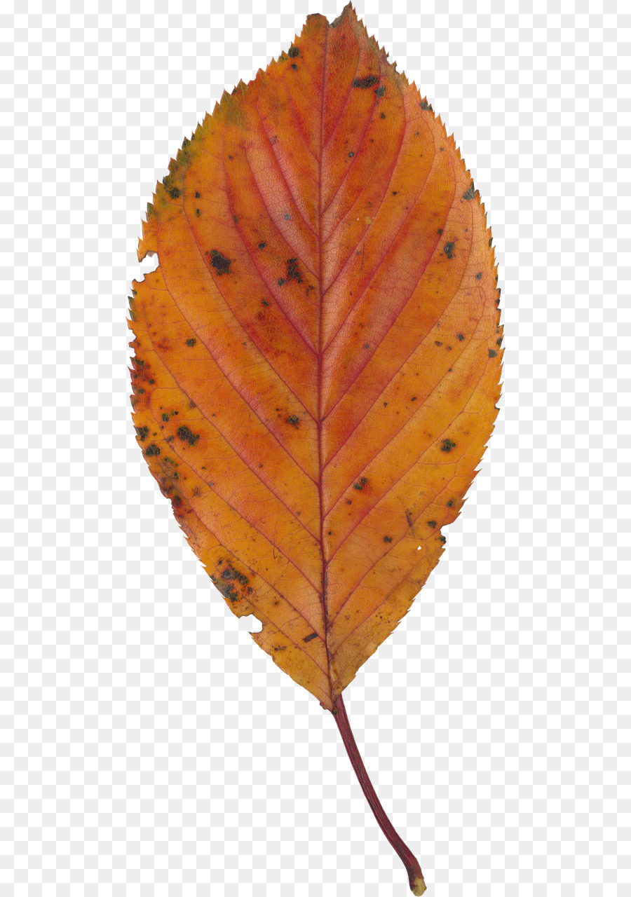 Feuille，Brun PNG