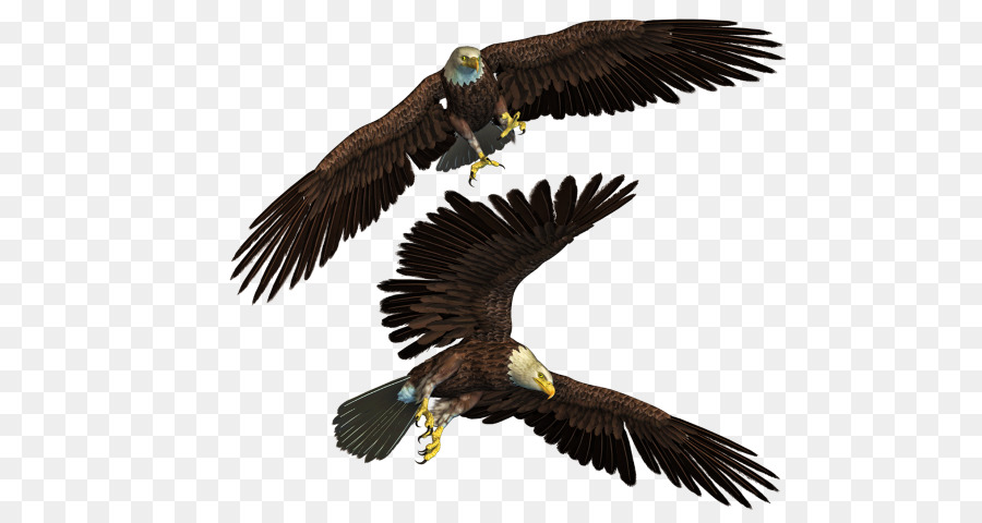 Aigle，Oiseau PNG